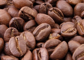 Robusta