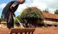 Kỹ thuật chế biến cà phê nhân