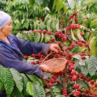 Kỹ thuật hái cà phê